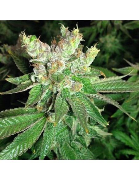 Cookies Kush - Barney's Farm femminizzati Barney's Farm €30,00 Cookies Kush - Barney's Farm femminizzati Barney's Farm €30,00