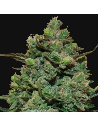 Cookies Kush - Barney's Farm femminizzati Barney's Farm €30,00