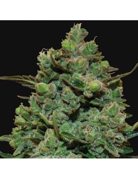 Cookies Kush - Barney's Farm femminizzati Barney's Farm €30,00 Cookies Kush - Barney's Farm femminizzati Barney's Farm €30,00