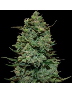 Cookies Kush - Barney's Farm femminizzati Barney's Farm €30,00