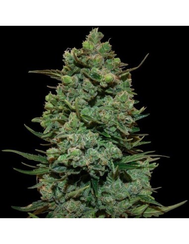 Cookies Kush - Barney's Farm femminizzati Barney's Farm €30,00