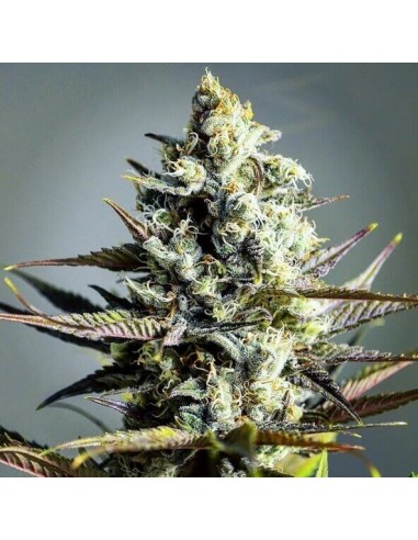 Critical Kush - Barney's Farm femminizzati Barney's Farm €30,00