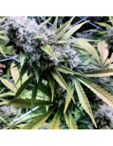Critical Kush - Barney's Farm femminizzati Barney's Farm €30,00