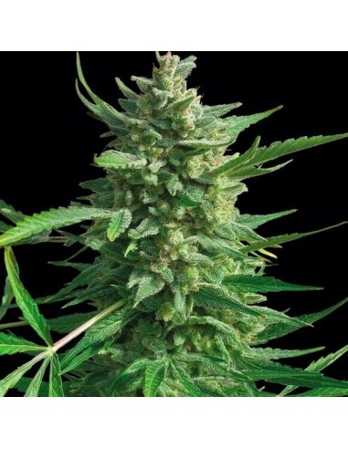 Critical Kush - Barney's Farm femminizzati Barney's Farm €30,00