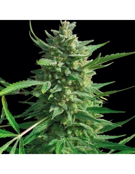 Critical Kush - Barney's Farm femminizzati Barney's Farm €30,00