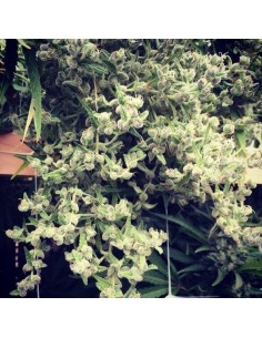 Dr Grinspoon - Barney's Farm femminizzati Barney's Farm €32,00 2