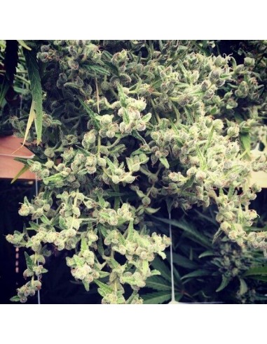 Dr Grinspoon - Barney's Farm femminizzati Barney's Farm €32,00