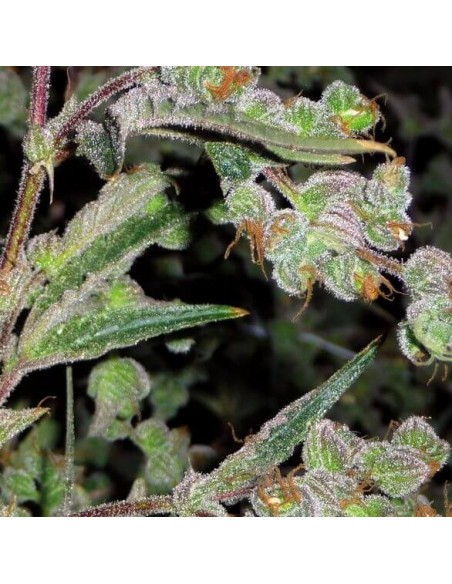 Dr Grinspoon - Barney's Farm femminizzati Barney's Farm €32,00