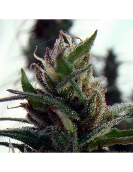 Dr Grinspoon - Barney's Farm femminizzati Barney's Farm €32,00