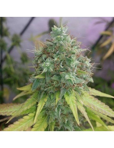 G13 Haze - Barney's Farm femminizzati Barney's Farm €30,00