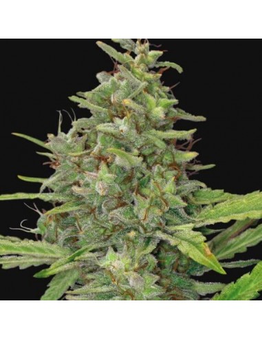 G13 Haze - Barney's Farm femminizzati Barney's Farm €30,00