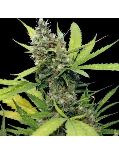 Honey B - Barney's Farm femminizzati Barney's Farm €23,00