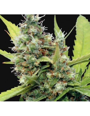 Honey B - Barney's Farm femminizzati Barney's Farm €23,00