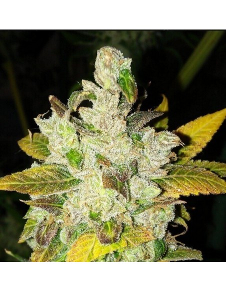 Laughing Buddha - Barney's Farm femminizzati Barney's Farm €27,00