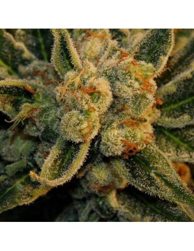 Laughing Buddha - Barney's Farm femminizzati Barney's Farm €27,00