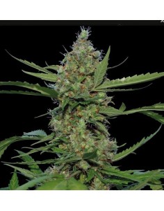 Laughing Buddha - Barney's Farm femminizzati Barney's Farm €27,00