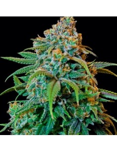 Liberty Haze - Barney's Farm femminizzati Barney's Farm €28,00 2