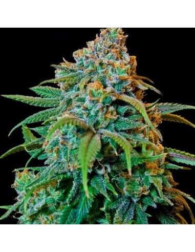 Liberty Haze - Barney's Farm femminizzati Barney's Farm €28,00