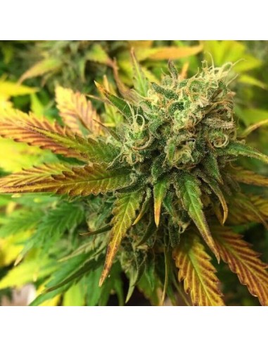 Liberty Haze - Barney's Farm femminizzati Barney's Farm €28,00