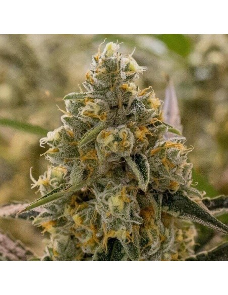 Liberty Haze - Barney's Farm femminizzati Barney's Farm €28,00