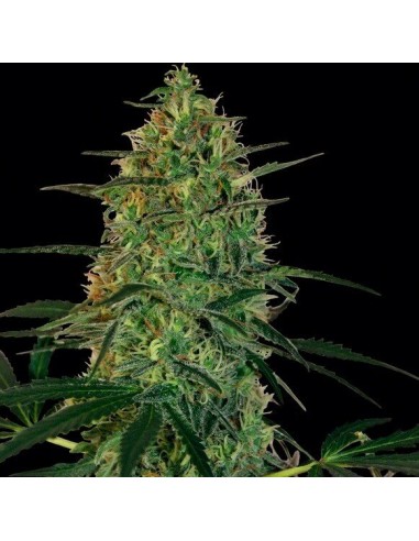 Malana Bomb Auto - Barney's Farm femminizzati Barney's Farm €22,00