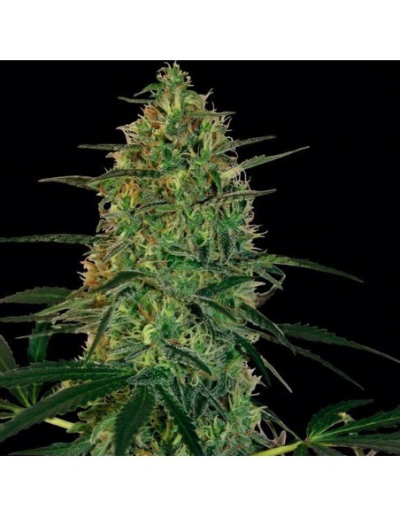 Malana Bomb Auto - Barney's Farm femminizzati Barney's Farm €22,00