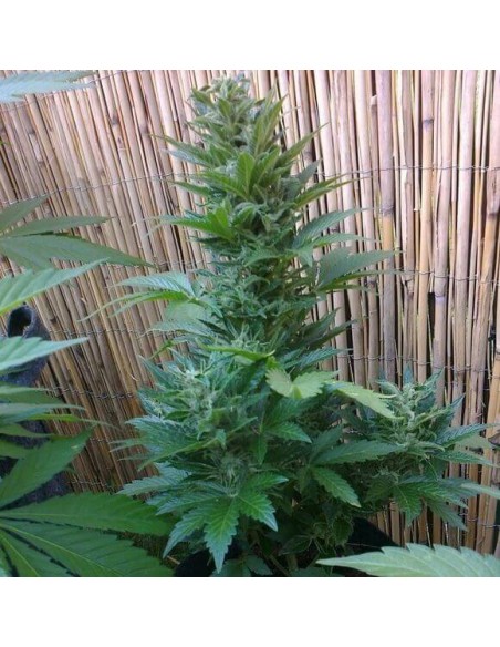 Malana Bomb Auto - Barney's Farm femminizzati Barney's Farm €22,00