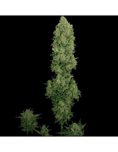 NYC Diesel AUTO - Barney's Farm femminizzati Barney's Farm €22,00