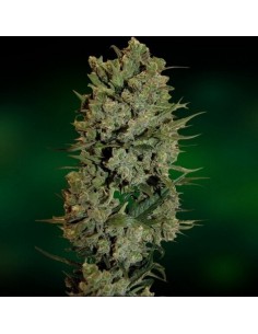 NYC Diesel AUTO - Barney's Farm femminizzati Barney's Farm €22,00 2