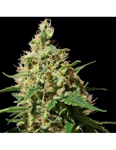 Peppermint Kush - Barney's Farm femminizzati Barney's Farm €22,00