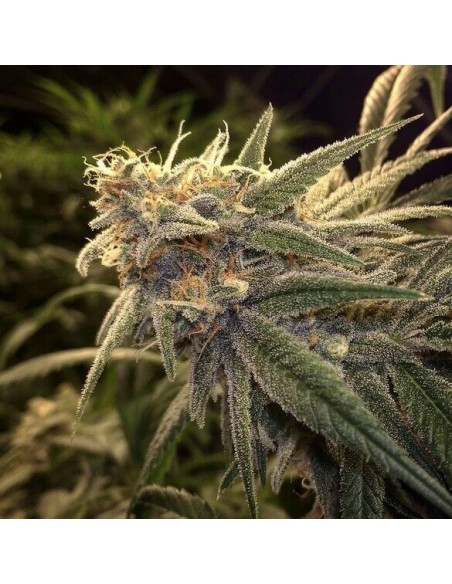 Peppermint Kush - Barney's Farm femminizzati Barney's Farm €22,00