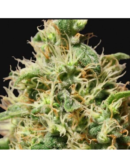 Peppermint Kush - Barney's Farm femminizzati Barney's Farm €22,00