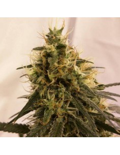 Pineapple Chunk - Barney's Farm femminizzati Barney's Farm €27,00 2