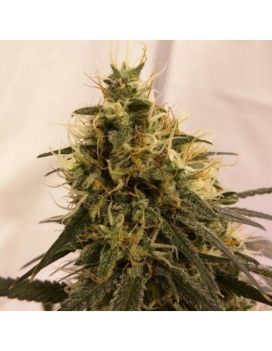 Pineapple Chunk - Barney's Farm femminizzati Barney's Farm €27,00