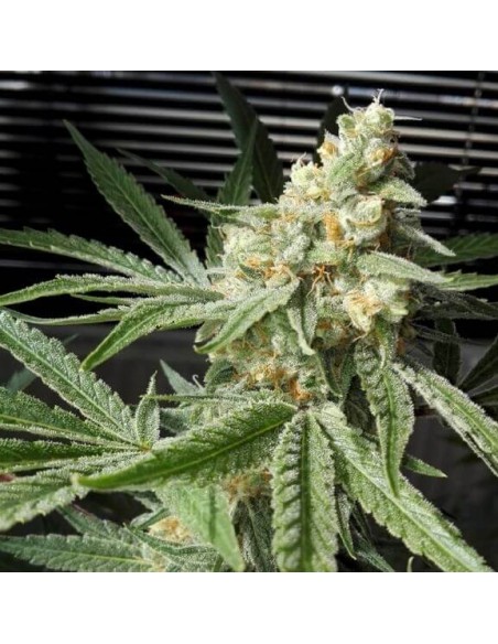 Pineapple Chunk - Barney's Farm femminizzati Barney's Farm €27,00