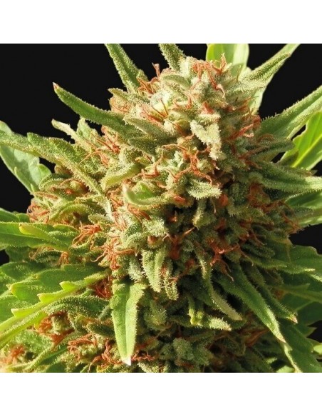 Red Cherry Berry - Barney's Farm femminizzati Barney's Farm €23,00