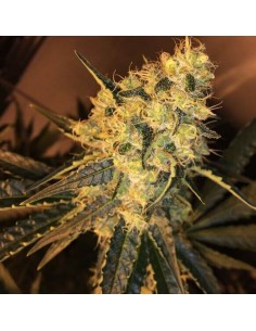 Red Diesel - Barney's Farm femminizzati Barney's Farm €25,00 2