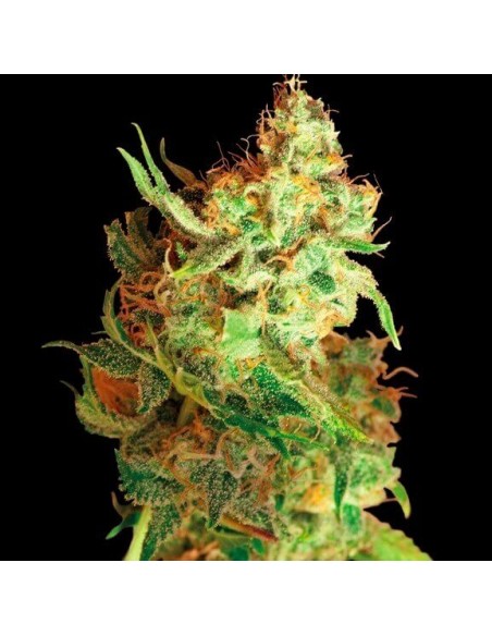 Red Dragon - Barney's Farm femminizzati Barney's Farm €23,00