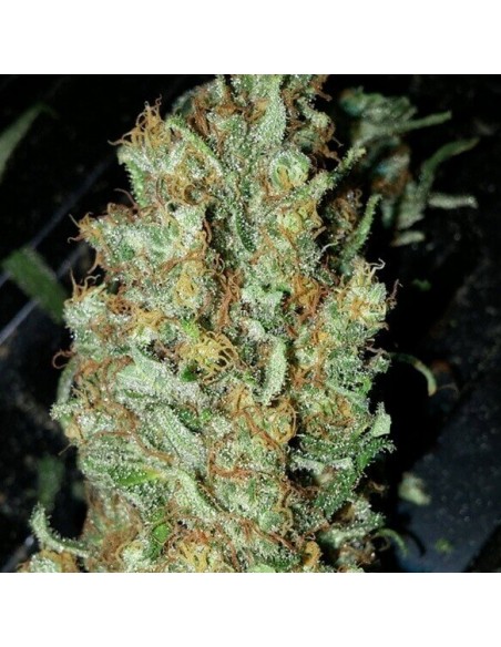 Red Dragon - Barney's Farm femminizzati Barney's Farm €23,00