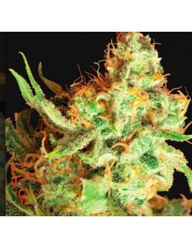 Red Dragon - Barney's Farm femminizzati Barney's Farm €23,00