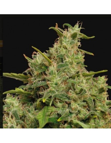 Sweet Tooth - Barney's Farm femminizzati Barney's Farm €12,50