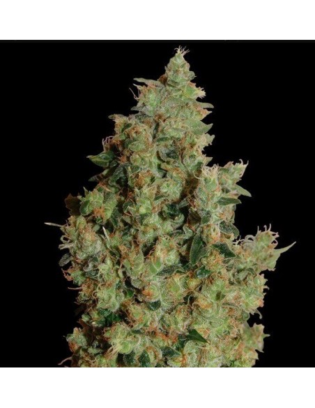 Tangerine Dream - Barney's Farm femminizzati Barney's Farm €30,00 Tangerine Dream - Barney's Farm femminizzati Barney's Farm €30,00