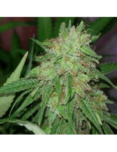 Tangerine Dream - Barney's Farm femminizzati Barney's Farm €30,00 2