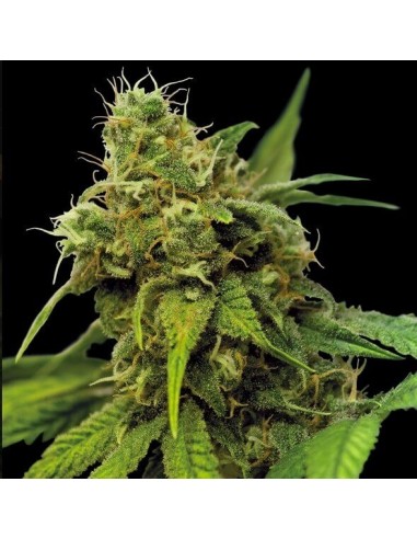 Utopia Haze - Barney's Farm femminizzati Barney's Farm €27,00