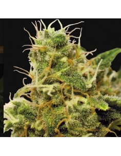 Utopia Haze - Barney's Farm femminizzati Barney's Farm €27,00 2