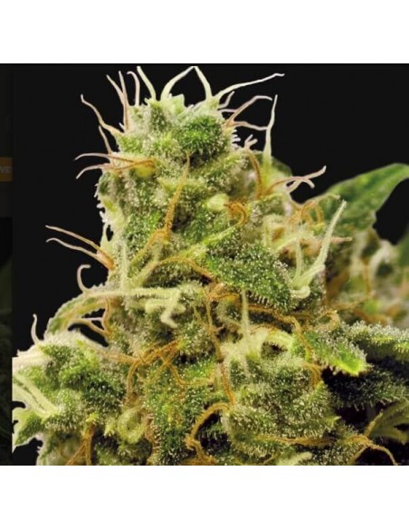 Utopia Haze - Barney's Farm femminizzati Barney's Farm €27,00