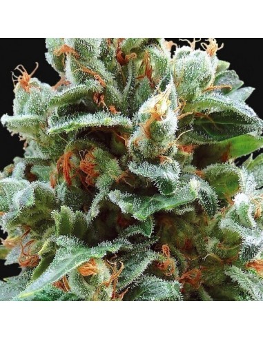 Vanilla Kush - Barney's Farm femminizzati Barney's Farm €25,00