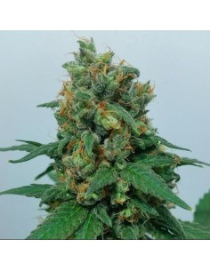 Vanilla Kush - Barney's Farm femminizzati Barney's Farm €25,00 2