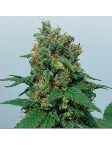 Vanilla Kush - Barney's Farm femminizzati Barney's Farm €25,00