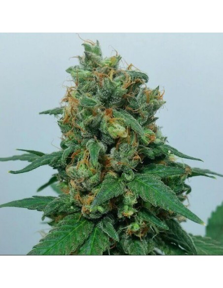 Vanilla Kush - Barney's Farm femminizzati Barney's Farm €25,00